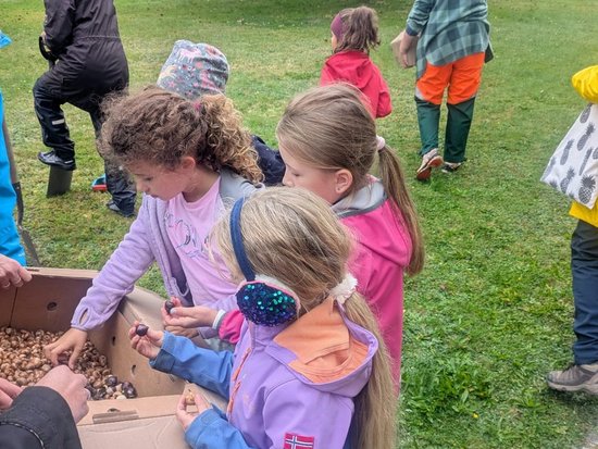 Eine Gruppe von Kindern steht im Freien auf einer grünen Wiese und greift in eine große Kartonbox, die mit braunen Nüssen oder Eicheln gefüllt ist. Sie scheinen gemeinsam an einer naturbezogenen Aktivität teilzunehmen.